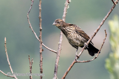 Red-winged-Blackbird-juv-D500-013260