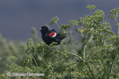 Tri-colored-Blackbird-D500-026514