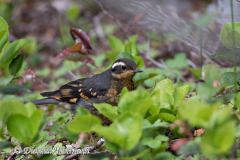 Varied-Thrush-D850-127450