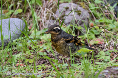 Varied-Thrush-D850-127455