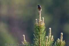 Western-Bluebird-Bluebird-Bryce-Canyon-D800E-036429