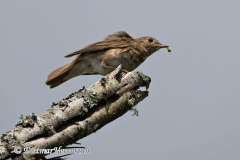 Wilsons-Thrush-D850-125632