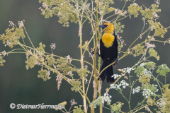 Yellow-headed-Blackbird-D500-025674