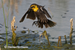 Yellow-headed-Blackbird-D500-028176