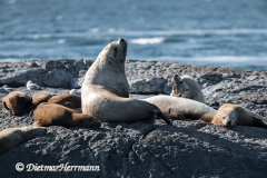 Sea-Lion-D850-142533