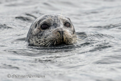 Seal-D850-144447