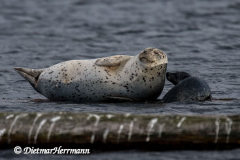 Seal-D850-144704