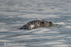 Seal-Kanada-Vancouver-Island-Cowichan-Bay-D850-138452