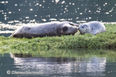 Seal-USA-Nisqually-D850-157131
