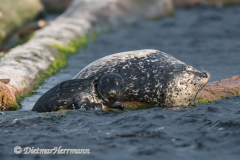 Seal-and-Pup-D850-145156