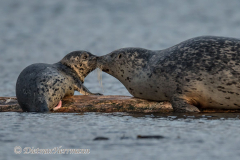 Seal-and-Pup-D850-145730