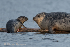 Seal-and-Pup-D850-145773