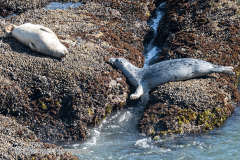 Seals-USA-Oregon-Coast-Yaquina-D850-153862
