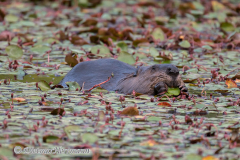 Beaver-D850-126905