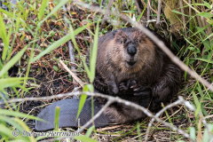 Beaver-D850-126967