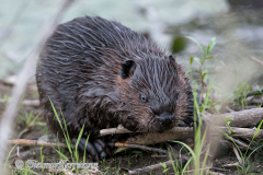 Beaver-D850-157225