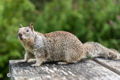 California-Ground-Squirrel-D810-130775
