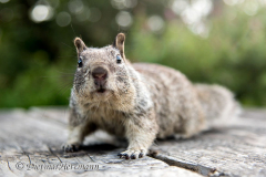 California-Ground-Squirrel-D810-130776