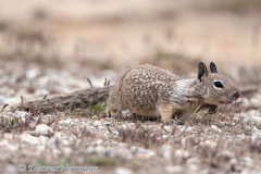 California-Ground-Squirrel-Version-1-D300S-216611