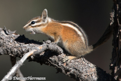 Chipmunk-D800E-036482