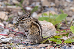 Chipmunk-Kanada-Icefields-Parkway-Columbia-Icefield-D850-133785