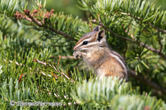 Chipmunk-USA-Olympic-NP-Hurricane-Ridge-D850-143252