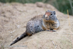 Columbia-Groundsquirrel-Kanada-D850-130620