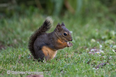 Douglas-Squirrel-D850-134893
