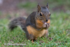 Douglas-Squirrel-D850-134906