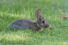 Eastern-Cottontail-Rabbit-Fahrt-nach-Salem-D300S-206824