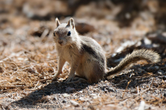 Golden-Mantled-Ground-Squirrel-Bryce-Canyon-D800E-035444
