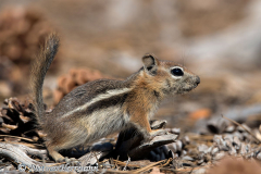Golden-Mantled-Groundsquirrel-D800E-036572
