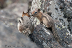 Golden-mantled-Ground-Squirrel-D300S-203398