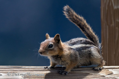 Golden-mantled-Ground-Squirrel-D500-030293