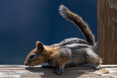 Golden-mantled-Ground-Squirrel-D500-030295