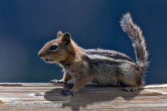Golden-mantled-Ground-Squirrel-D500-030298