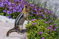 Golden-mantled-Ground-Squirrel-D500-030334