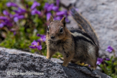 Golden-mantled-Ground-Squirrel-D500-030362