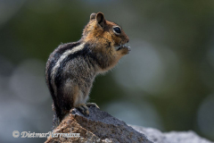 Golden-mantled-Ground-Squirrel-D500-030378