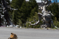 Golden-mantled-Ground-Squirrel-USA-Crater-Lake-D810-133010