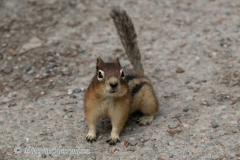 Golden-mantled-Groundsquirrel-Kanada-D850-131185