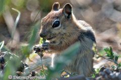 Golden-mantled-Groundsquirrel-knabbert-an-Blaettern-D800E-036468