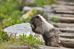 Hoary-Marmot-D500-033679