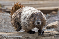 Hoary-Marmot-D500-033689