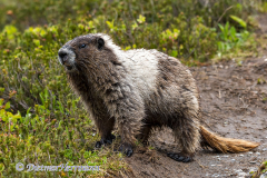 Hoary-Marmot-D500-033693
