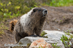 Hoary-Marmot-D500-033697
