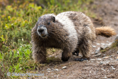 Hoary-Marmot-D500-033699