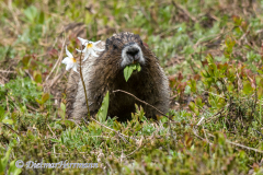 Hoary-Marmot-D500-033704