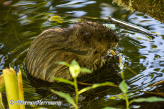 Muskrat-D810-135101