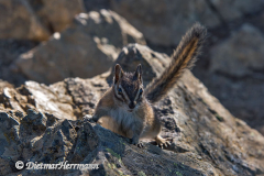 Olympic-Chipmunk-D810-128728